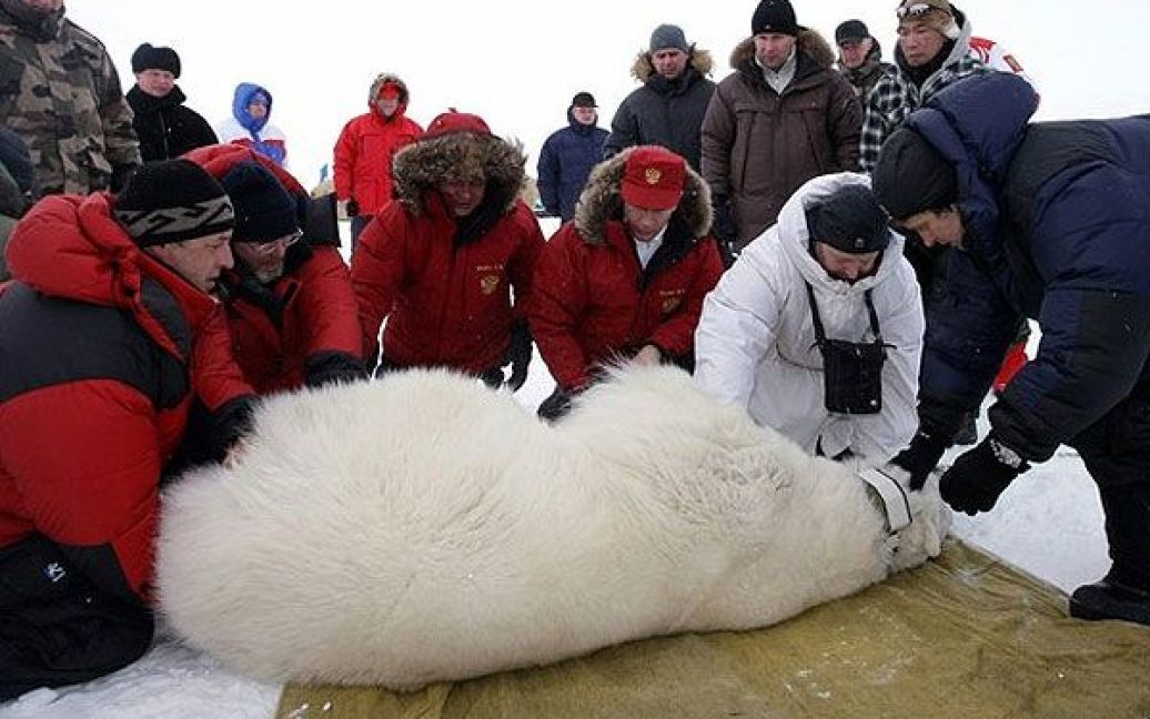 "Полярний ведмідь знаходиться в небезпеці. Зараз популяція складає всього 25 тис. особин. Скорочення льодової шапки, льодів - все це веде до ускладнення умов проживання", - заявив Путін. / © AFP
