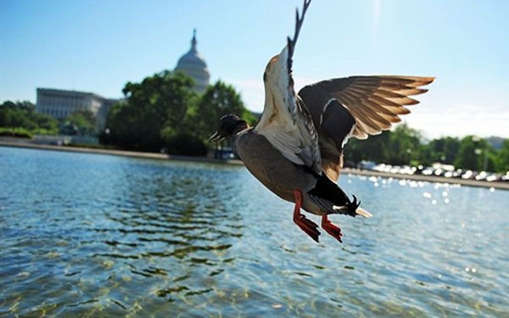 Качка готується приземлитися на галявині Білого дому у Вашингтоні. / © AFP