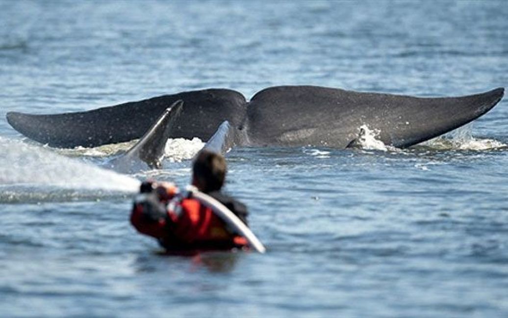 Данія, Вайле. Член рятувальної команди ллє воду на 15-метрового фінвала, який потрапив у пастку у фьорді Вайле на західному узбережжі Данії. 30-тонний вусатий кит не в змозі поворухнутися, оскільки його затисло між скелястими берегами фьорду. Датські пожежні прибули на допомогу, вони поливають кита зі шлангів, щоб не допустити пересушування шкіри на сонце. / © AFP