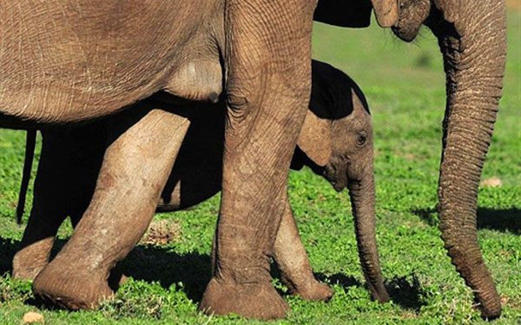 На території парку Еддо, який був заснован у 1931 році, мешкає найбільша у Африці популяція слонів - більше 200 особин / © AFP