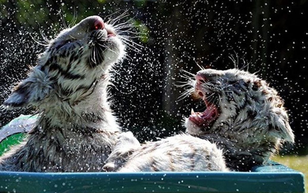 Німеччина, Ходенхаген. Бенгальські тигренята Кіко і Ріко граються у невеличкому басейні у парку тварин "Серенгеті" у місті Ходенхаген. Кіко і його брат Ріко народилися у парку на початку березня. Однак, обох тигренят майже одразу залишили їхні матері, і зараз Кіко і Ріко виховують доглядачі. / © AFP