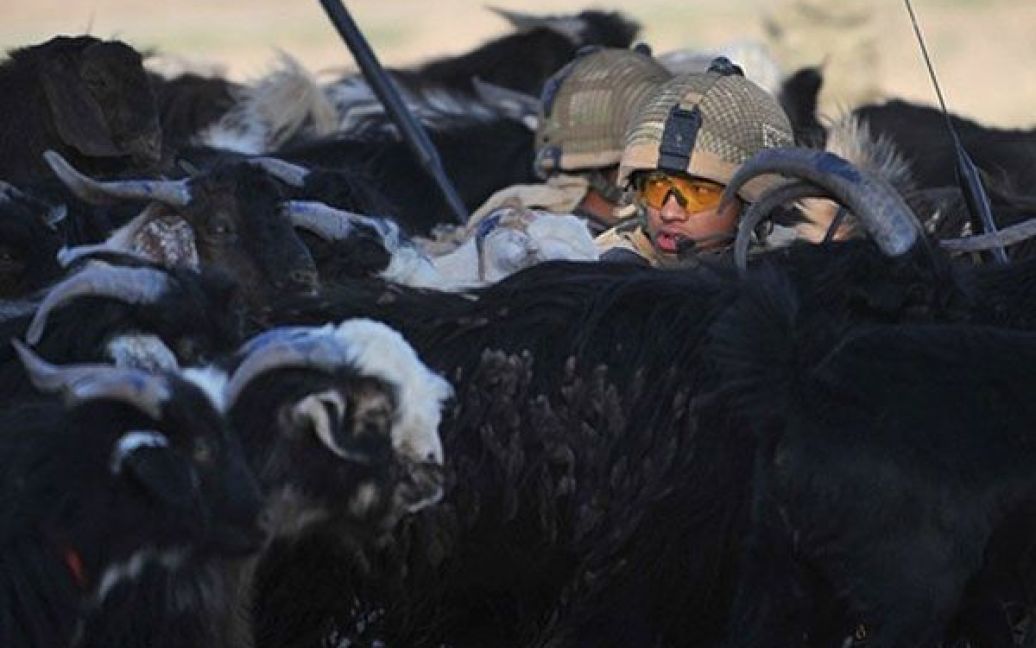 Афганістан, Нахр-E-Сарай. Солдати 1-го батальйону королівських гуркхів-стрілків ховаються серед худоби під час патрулювання села у провінції Гільменд. Під час зіткнень із талібами у Афганістані протягом червня загинули 100 іноземних військових. Цей місяць став найгіршим для сил НАТО за всі 9 років конфлікту. / © AFP