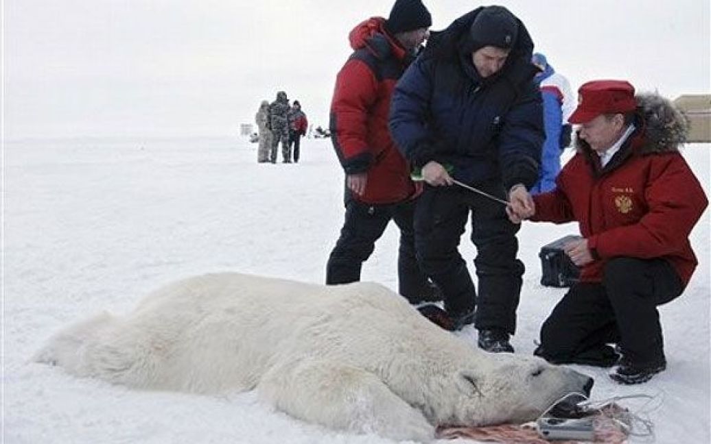 Прем'єр-міністр РФ взяв участь у роботі наукової експедиції, що вивчає ареали проживання білого ведмедя / © AFP