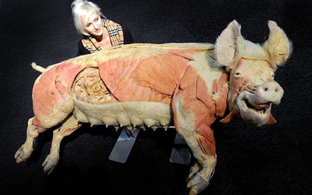 Австралія, Мельбурн. Куратор виставки Ребекка Бархем перевіряє експонат на виставці "Дивовижні тіла". Експозиція складається з пластинованних тіл тварин, на яких можна побачити всі внутрішні органи, м&#039;язи та інші частини тіла. У Мельбурні відбулась світова прем&rsquo;єра виставки "Дивовижні тіла", яка поєднує у собі науковий підхід та авангардне мистецтво. / © AFP