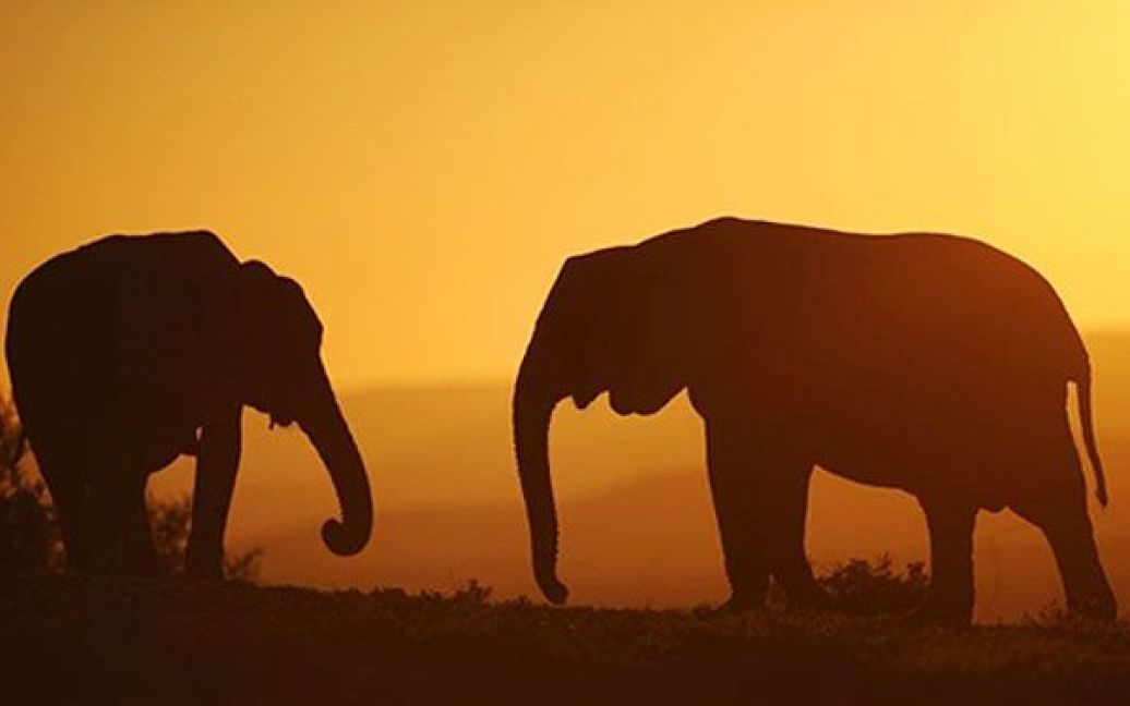 Крім слонів у парку мешкають останні у світі капські носороги, 21 чорний буйвіл, антилопи, рептилії, більше 185 видів рідкісних птахів. / © AFP