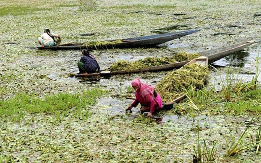 Індія, Срінагар. Кашмірські жінки рвуть бур&#039;ян на озері Дал у Срінагарі, літній столиці індійського штату Кашмір. Забруднення перетворює озеро Дал, яке приваблює туристів до цього регіону, у засмічене бур&#039;янами болото. / © AFP