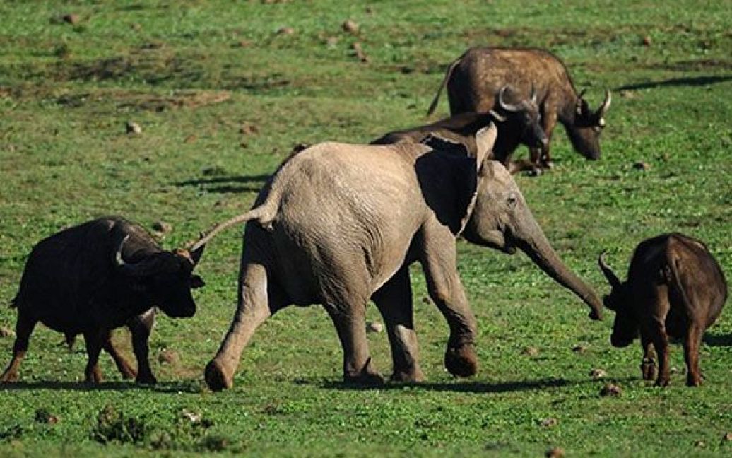 Крім слонів у парку мешкають останні у світі капські носороги, 21 чорний буйвіл, антилопи, рептилії, більше 185 видів рідкісних птахів. / © AFP