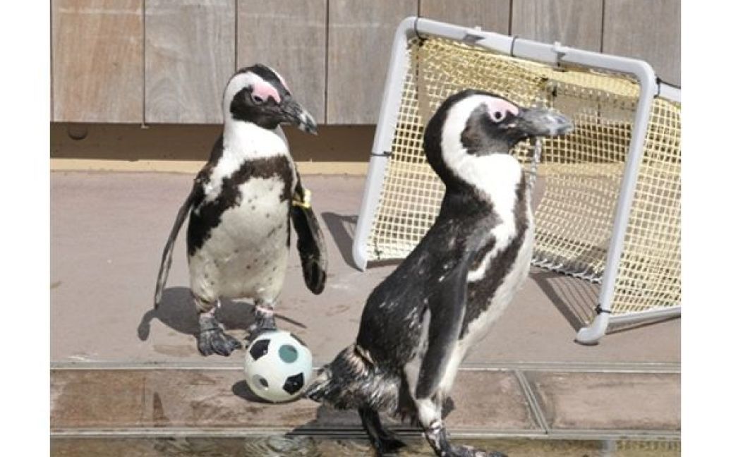 1.06. Пінгвіни грають у футбол у акваріумі у Йокогамі. / © AFP