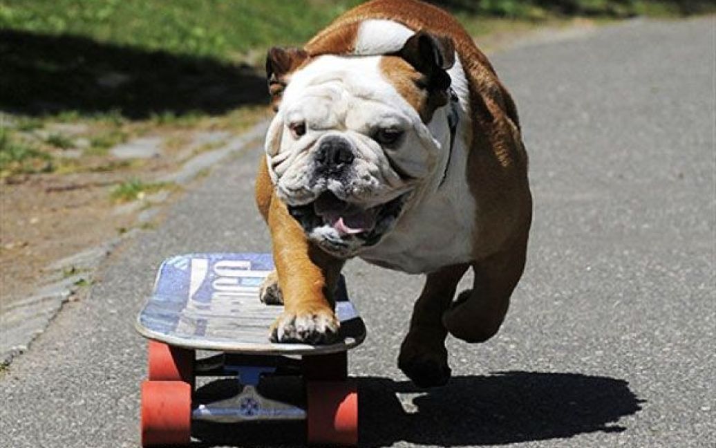 23.04. Чотирирічний англійський бульдог Тільман, найшвидший в світі собака-скейтбрдист, тренується у Централ Парку, Нью-Йорк. / © AFP