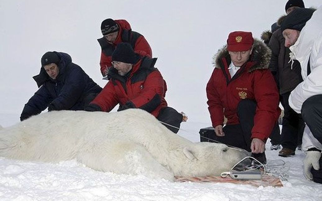 У зв'язку з цим глава уряду Росії підкреслив, що "для нас важливо знати, як пересувається білий ведмідь, як він розмножується, як виховує потомство". / © AFP