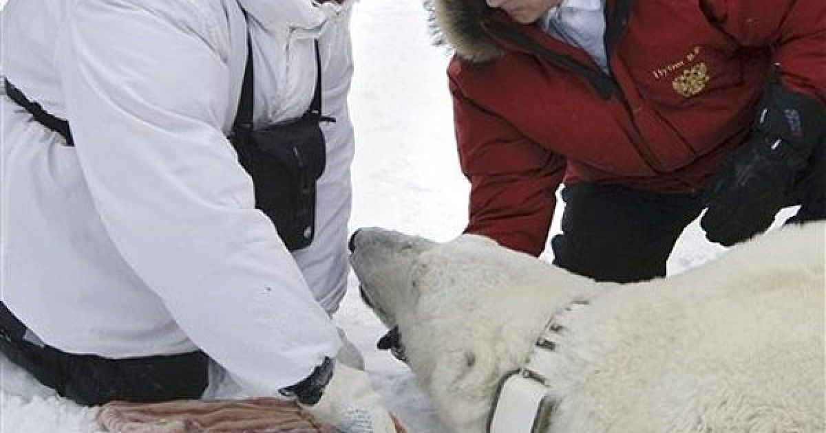 Прем'єр-міністр РФ взяв участь у роботі наукової експедиції, що вивчає ареали проживання білого ведмедя / © AFP
