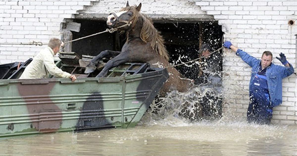 Рятувальні служби проводять евакуацію домашньої худоби у селі Юлішев / © AFP