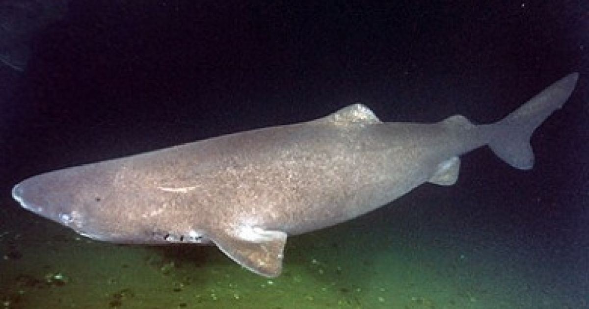 Якщо правильно приготувати отруйне м'ясо гренландської акули, воно вважається делікатесом