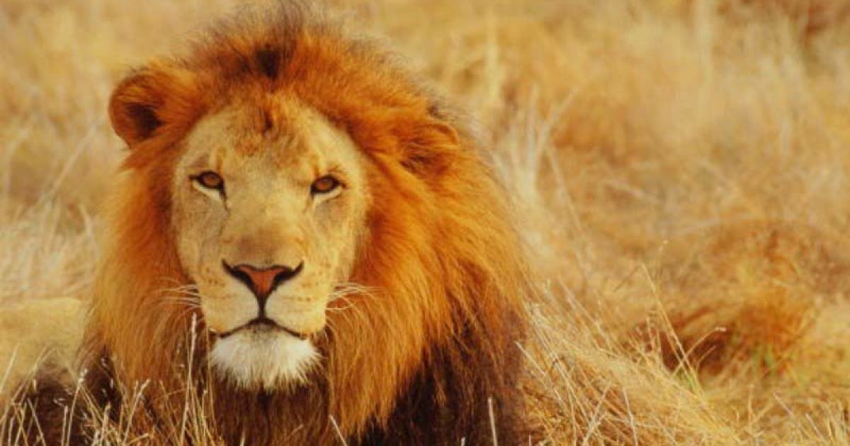 У США ресторан пропонує бургери з м'ясом левів