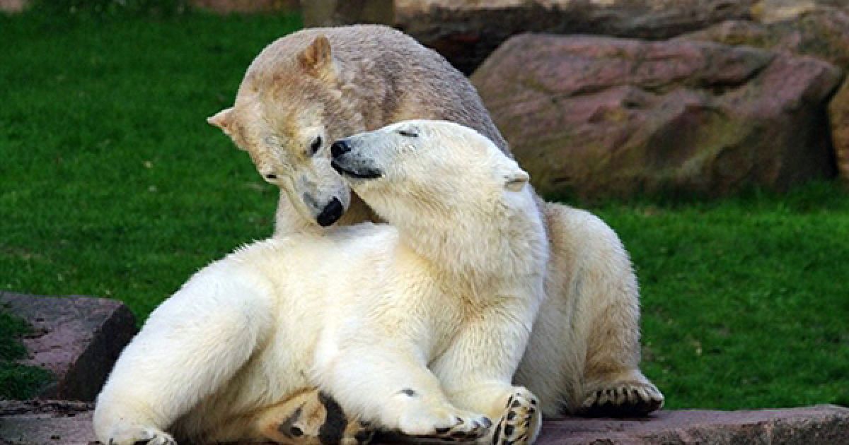 Білі ведмеді Флоке та Распутін граються у зоопарку Нюрнберга. Сьогодні обидва ведмеді "переїхали" до зоопарку Антиба, Франція. / © AFP