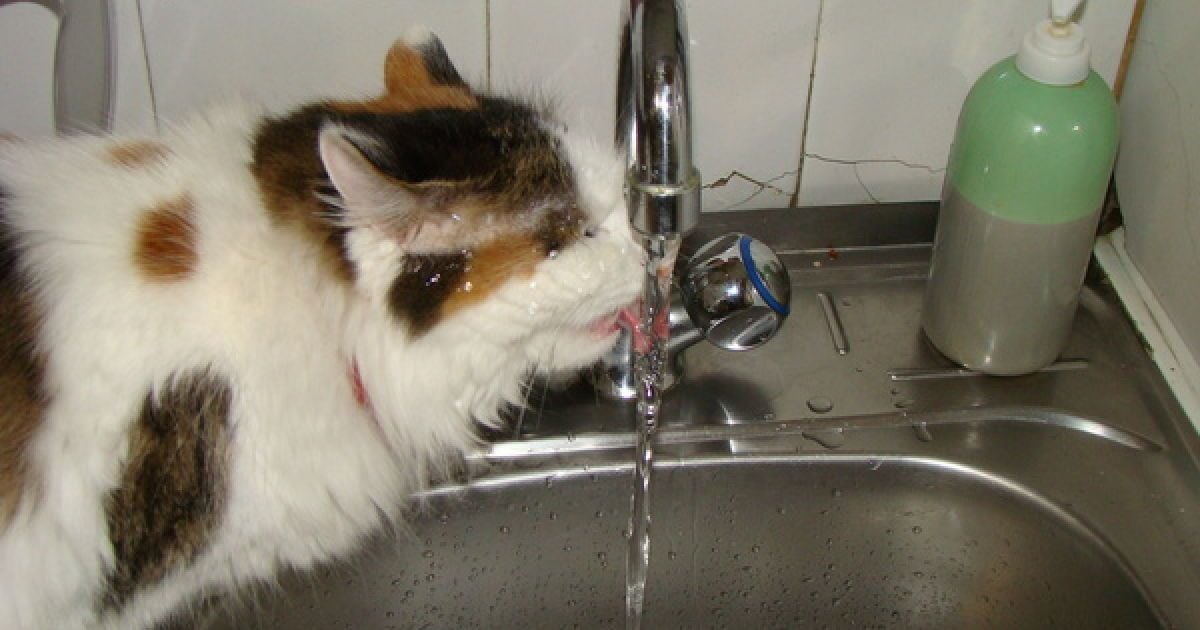 Технології очищення води в Києві застаріли