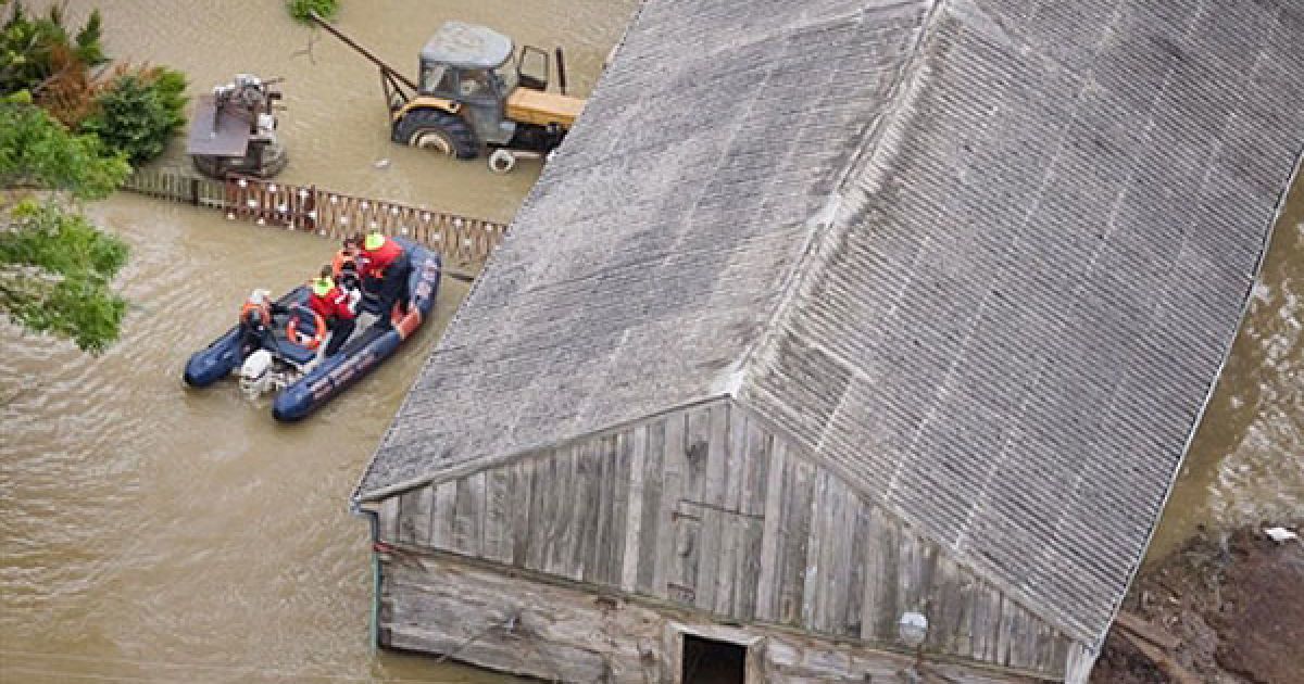 Бобри стали мимовільними винуватцями руйнівних повеней в Польщі, що забрали життя вже 15 людей, так як ці тварини наскрізь прорили життєво важливі дамби, які захищали міста від розливів Вісли. / © AFP