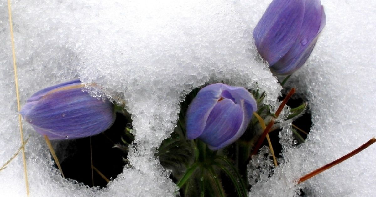 8 березня погода неприємно здивує мокрим снігом при температурі +5