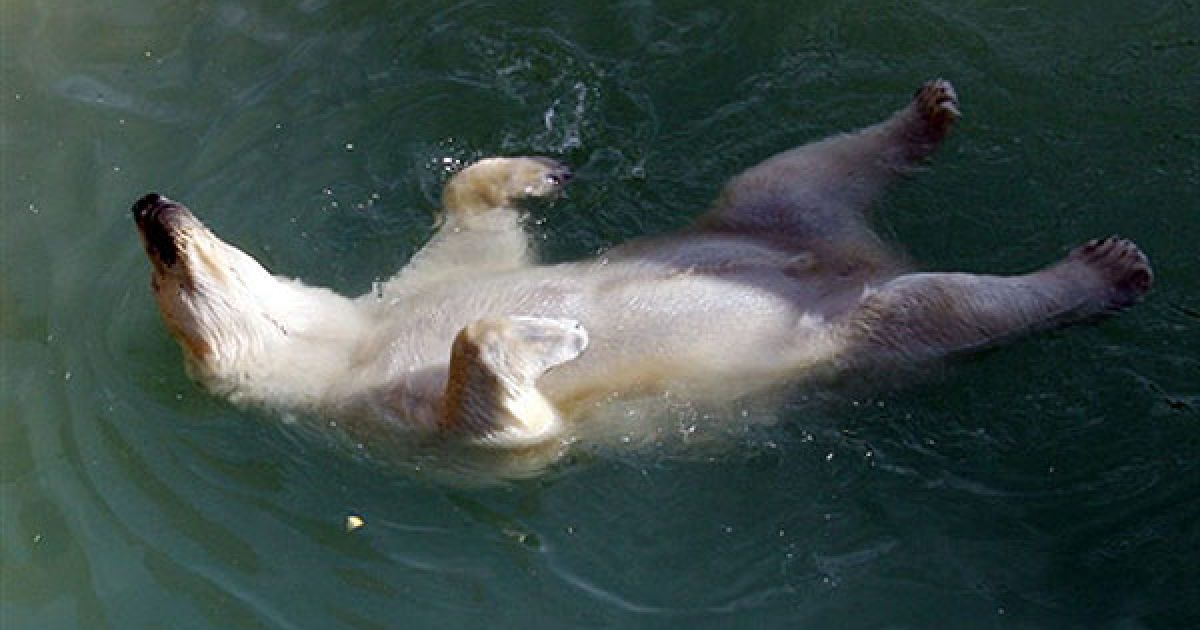 Франція, Антибські острови. Полярний ведмідь плаває у басейні зоопарка Мерінленд на французькій Рив&#039;єрі. Пару молодих білих ведмедів, ведмедицю Flocke з нюрнберзького зоопарку і російського ведмедя Распутіна з Росії, привезли до Зоопарку Мерінленд в рамках програми відтворення парку. / © AFP