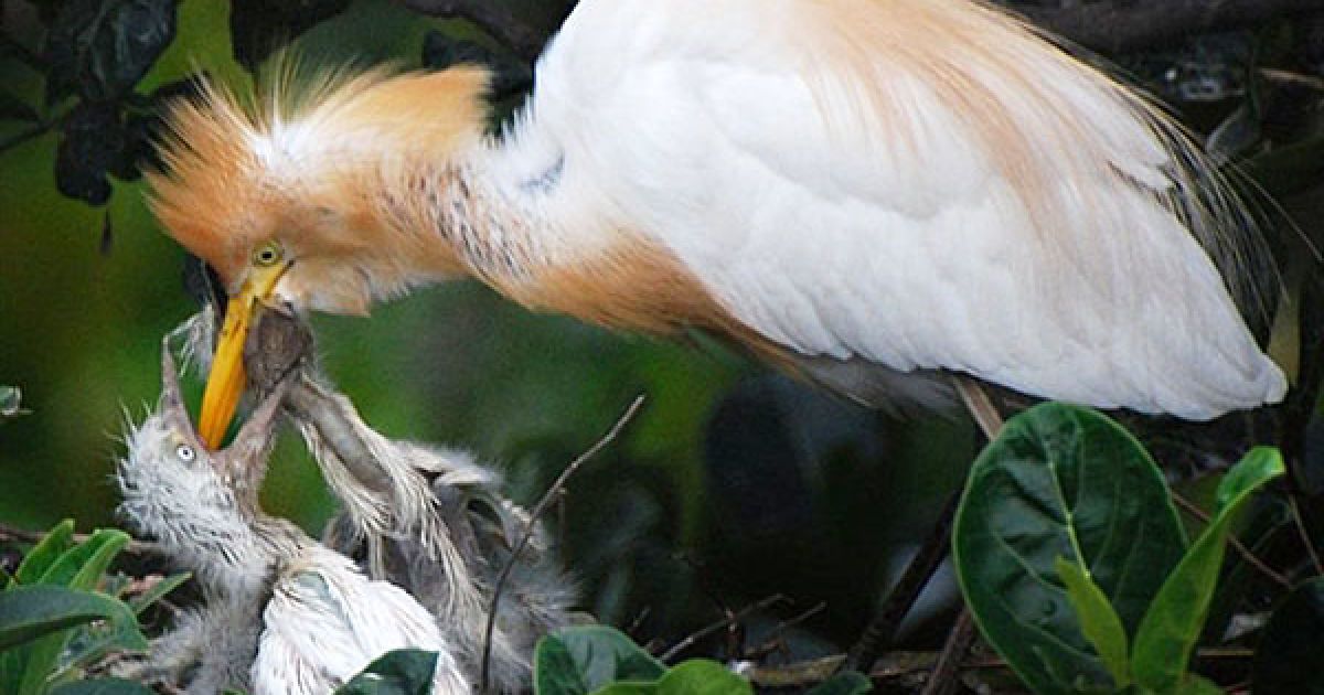 Індія, Гувахаті. Сіра чапля годує своїх новонароджених чапленят на березі річки Брахмапутра. Десятки чапель гніздяться серед дерев у місті Панбазар, основному бізнес-центрі Гувахаті, раз на рік. Але урбанізація загрожує птахам, оскільки дерева активно вирубуються, щоб звільнити місце для будівництва. / © AFP