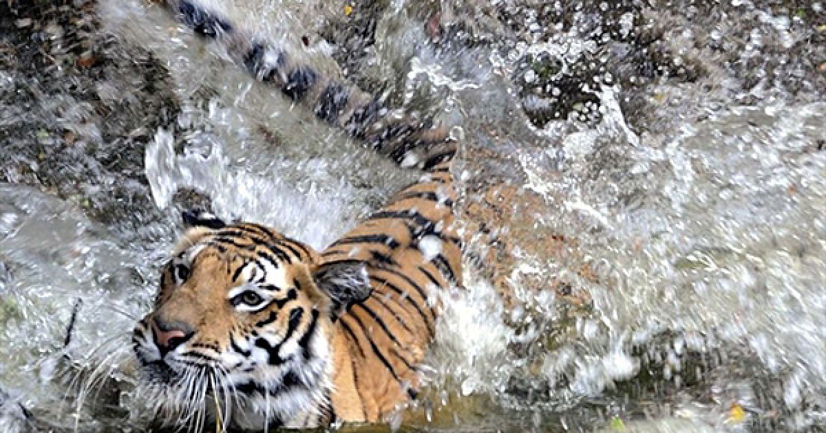 Бенгальський тигр купається у ставку у своєму вольєрі у зоопарку Хайдерабада. Цього року в Індії видалася найспекотніша за останні 30 років весна. / © AFP