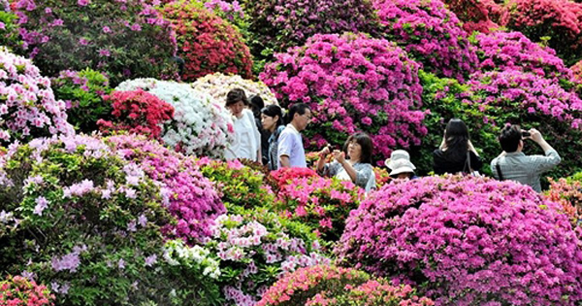 Токіо. Відвідувачі насолоджуються квітами азалій у храмі Незу. / © AFP