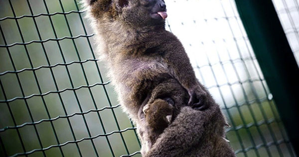 Франція, Безансон. Лемур на прізвисько Сорья тримає свого місячного малюка у зоопарку Безансона на сході Франції. Вид лемурів Hapalemur Simus мешкає на Мадагаскарі і є одним із найшвидше зникаючих приматів у світі. Таких лемурів у світі лишилось тільки 20. / © AFP