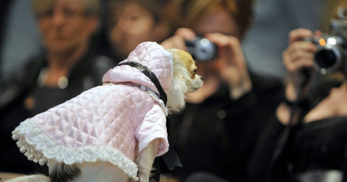 У Ренні, Франція, організували перший конкурс собачої моди. Відвідувачі мають змогу не тільки оцінити вбрання для тварин, але й одразу купити новий одяг для свого улюбленця. / © AFP