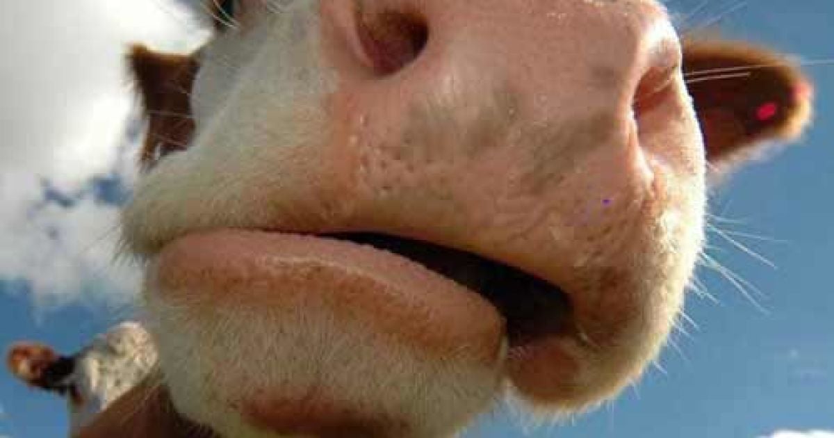 Джерелом зараження, можливо, стала корова одного з жителів