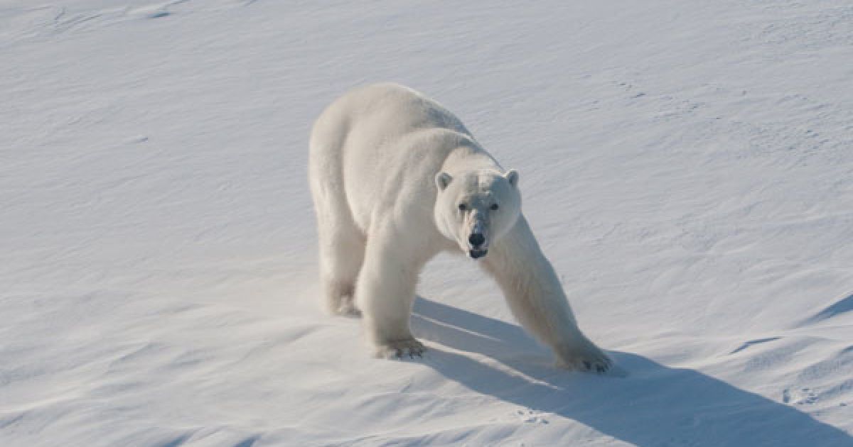 Під час відвідування архіпелагу Земля Франца-Йосипа прем'єр-міністр РФ Володимир Путін заявив про необхідність провести "генеральне прибирання" в Арктиці. / © Вести.ру