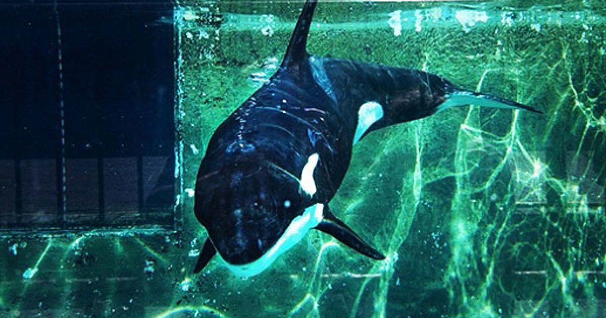 Нідерланди, Хардервейк. Косатка, яку зловили у затоці Ваддензе на півночі країни, плаває у басейні дельфінарію у місті Хардервейк. / © AFP