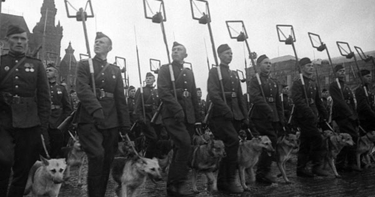 Мінери з собаками на параді Перемоги у Москві. 1945 рік.