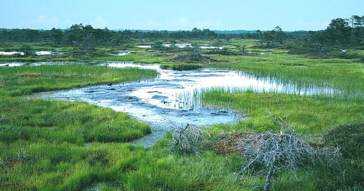 Чоловік втопив у болоті маленьку дівчинку