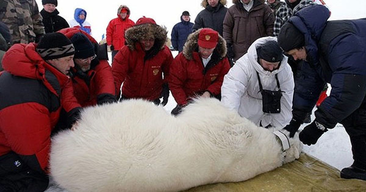 "Полярний ведмідь знаходиться в небезпеці. Зараз популяція складає всього 25 тис. особин. Скорочення льодової шапки, льодів - все це веде до ускладнення умов проживання", - заявив Путін. / © AFP