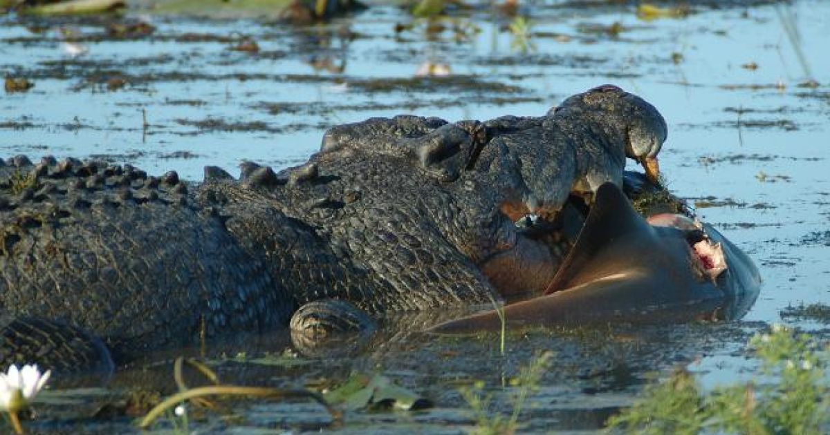 Крокодил їсть акулу