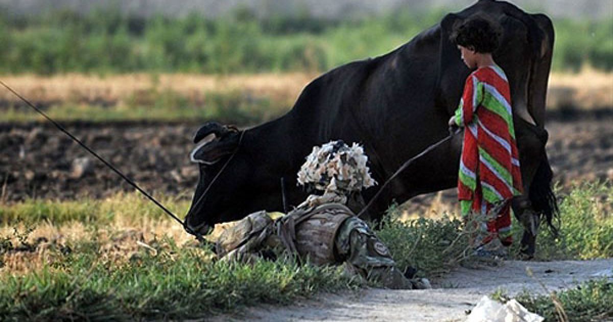 Афганська дівчинка пасе корову поруч із солдатом, який знаходиться на патрулюванні поруч із селом Нахр-Е-Сарай. / © AFP