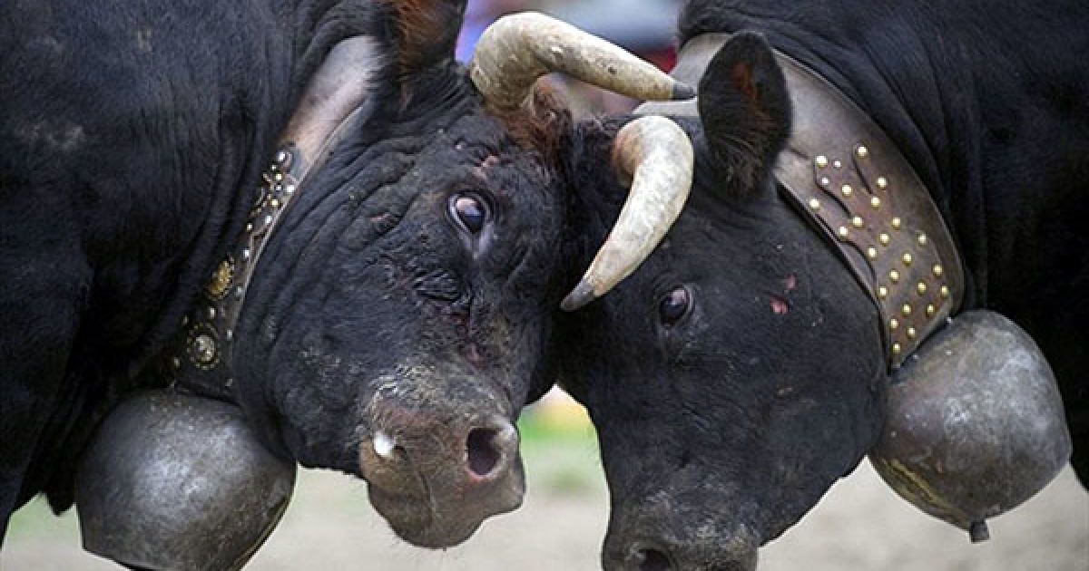 Швейцарія. "Манхеттен" (ліворуч) і "Альтесс" ведуть боротьбу у фіналі щорічних змагань серед корів "Битва королев" у альпійському кантоні Вале. Перший офіційний бій корів був проведений у Швейцарії у 1923 році. Цього року "Альтесс" отримала титул "Королева королев". / © AFP