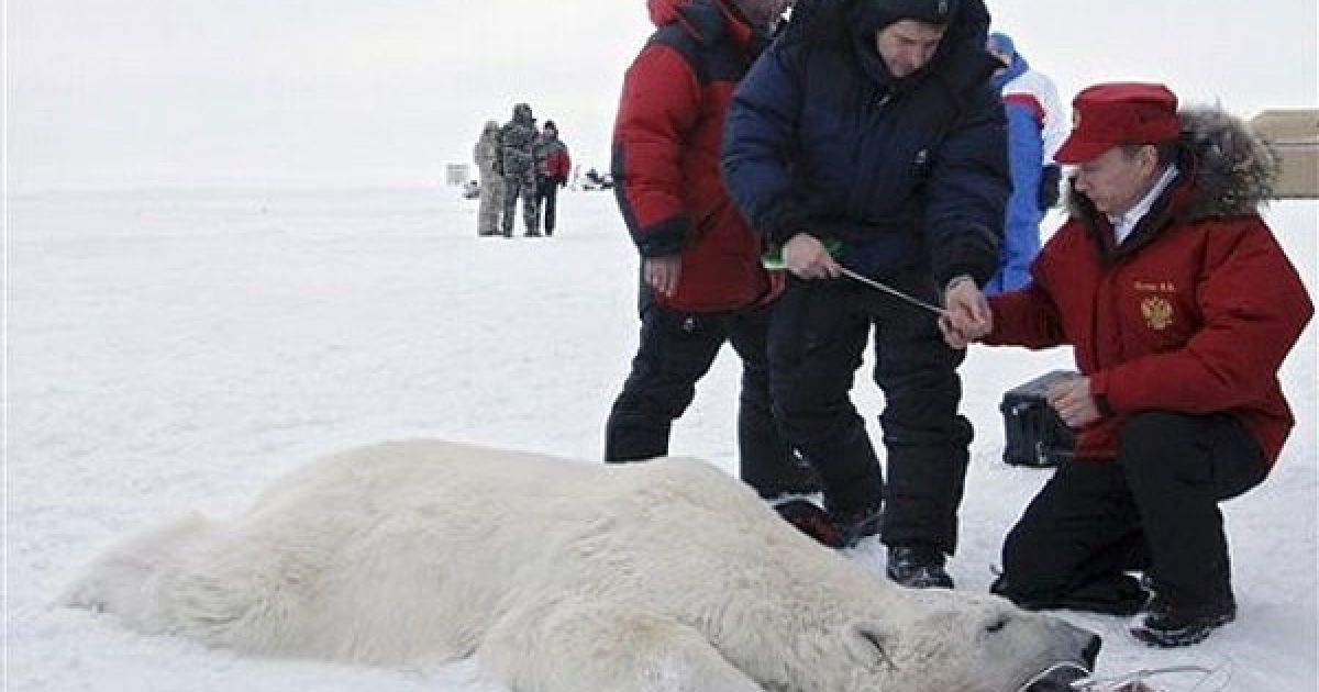 Прем'єр-міністр РФ взяв участь у роботі наукової експедиції, що вивчає ареали проживання білого ведмедя / © AFP