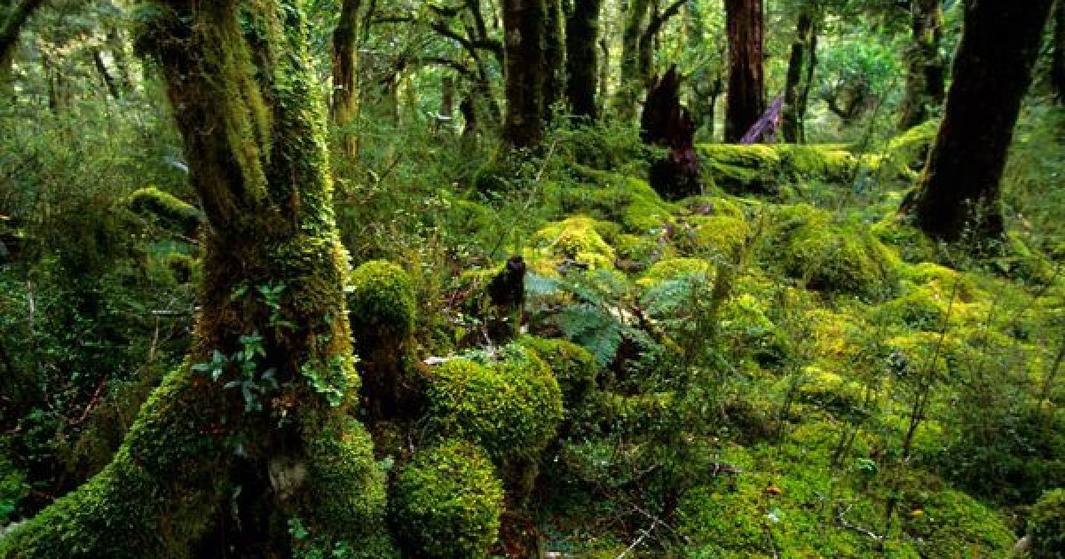 Національний парк у Фордленді (Фото: nationalgeographic.com)