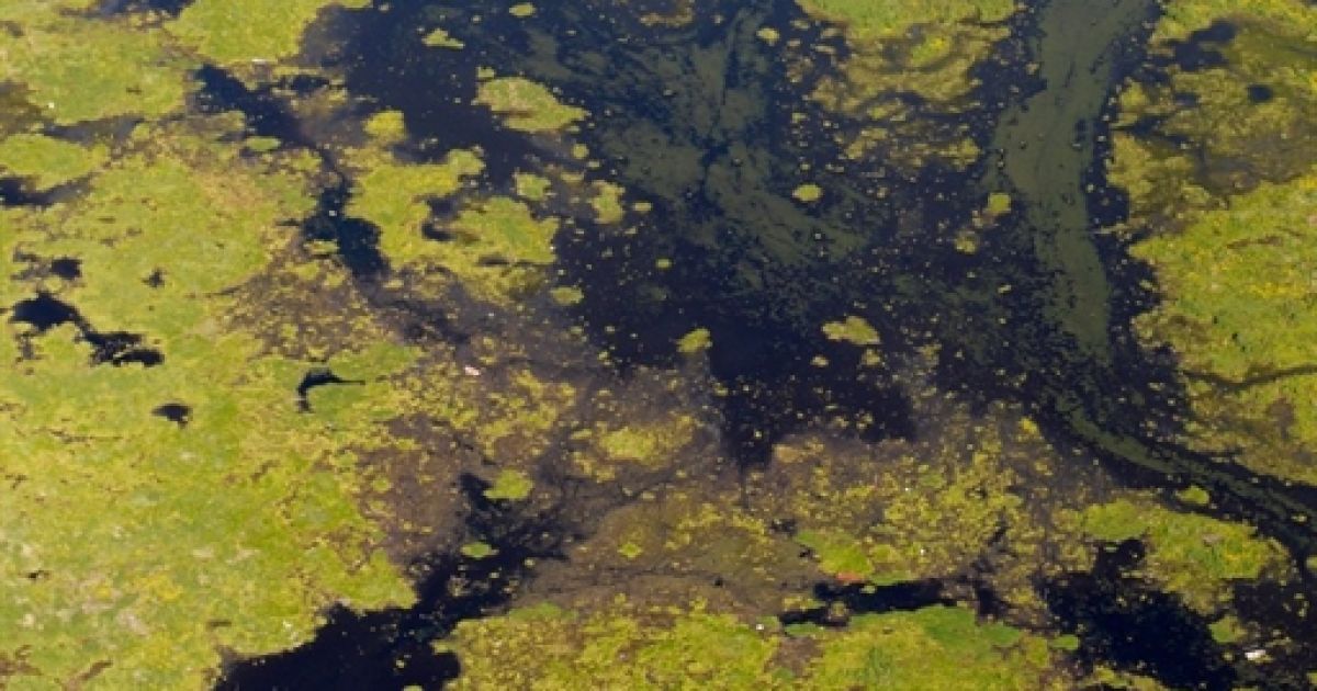 Після аварії на нафтовій платформі в Мексиканську затоку щодня виливається близько 800 тонн нафти / © AFP