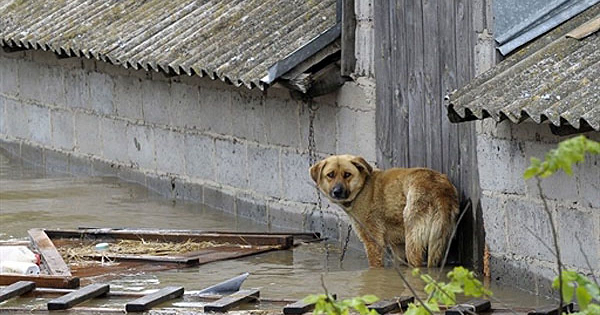 Бобри стали мимовільними винуватцями руйнівних повеней в Польщі, що забрали життя вже 15 людей, так як ці тварини наскрізь прорили життєво важливі дамби, які захищали міста від розливів Вісли. / © AFP