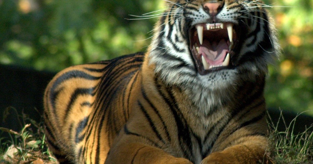 Ілюстрація