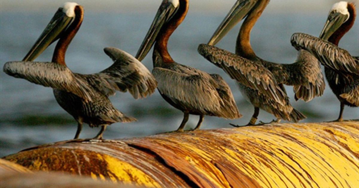 Пелікани, які забруднилися у нафті, сидять на станції очистки води у Батарія Бей. Аварію на платформі "Горизонт" визнано найбільшою екологічною катастрофою у американській історії. / © AFP