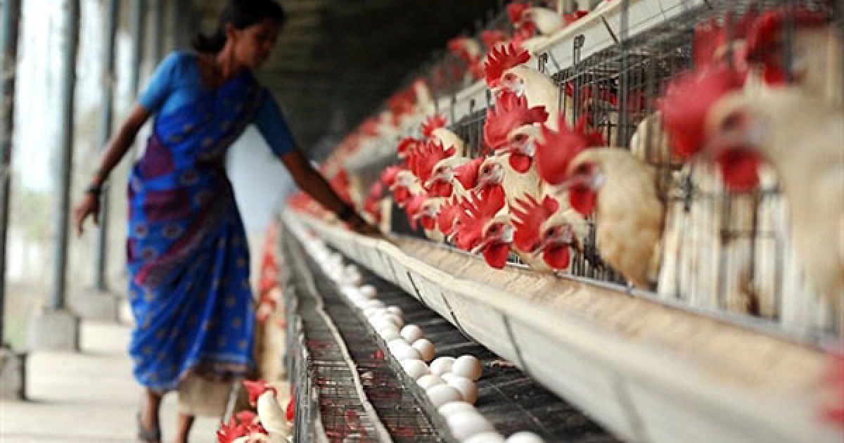 Індія, Хайдарабад. Індійська працівниця розподіляє корм для курей на птахофермі на околиці Хайдарабаду. Згідно з доповідями, індійська птахівнича галузь цього року вже додала близько 229 мільйонів доларів США до валового національного продукту, у поточному фінансовому році продовжується стійке зростання цієї галузі. / © AFP