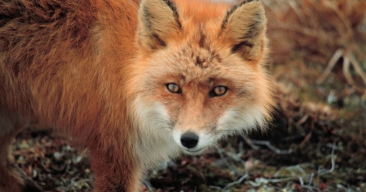 Лисиця ручна і добре ладнає з людьми.