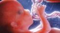Медиків покарали за те, що викинули в лісі 250 людських ембріони
