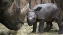 Ліцензію на відстріл носорогів продають за сотні тисяч доларів
