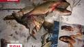 На Київському морі рибу ловлять руками