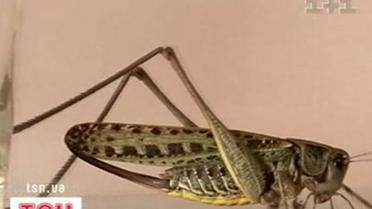 Луганск в осаде саранчи