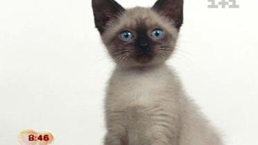 Из жизни животных